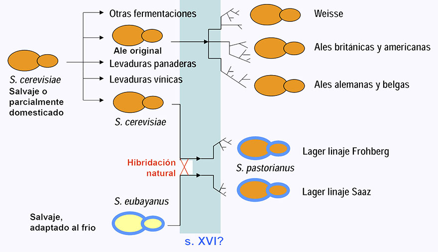 saccharomyces cerevisiae fermentación