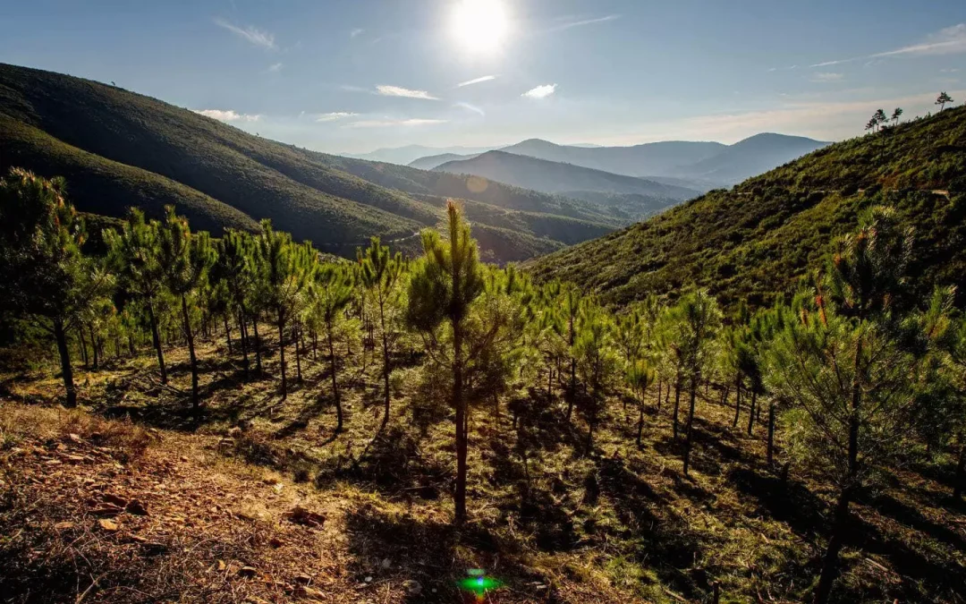 ¿Qué es el nuevo registro de huella de carbono aprobado por el Gobierno?